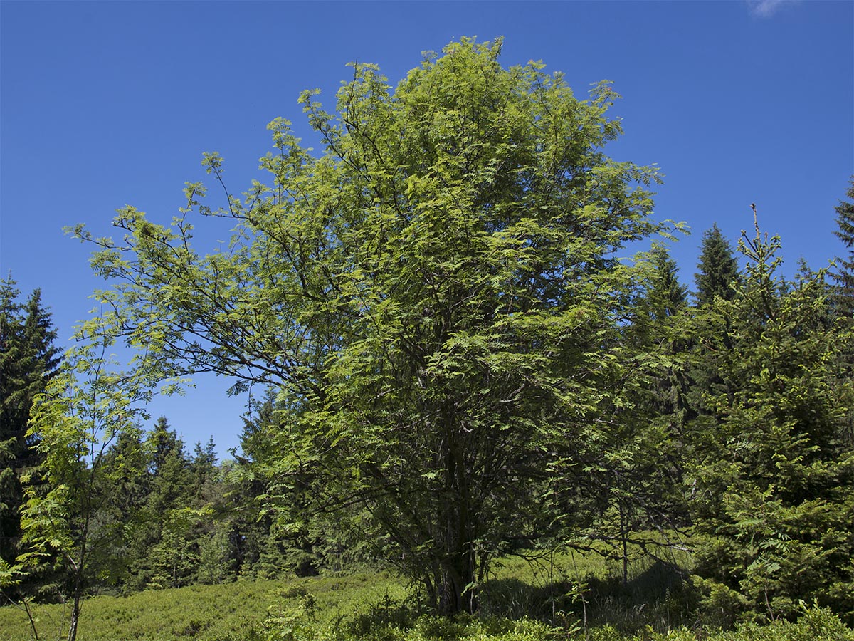 Sorbus aucuparia